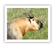 national animal