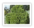 National Tree